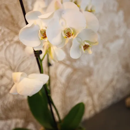 Western De Dieppe 1880 Ρουέν