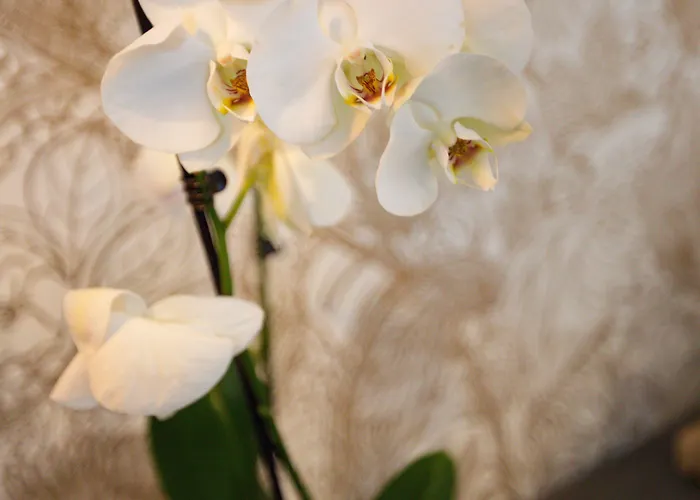 Western De Dieppe 1880 Rouen